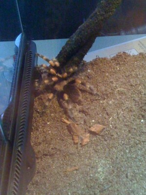 smithi_neu.jpg