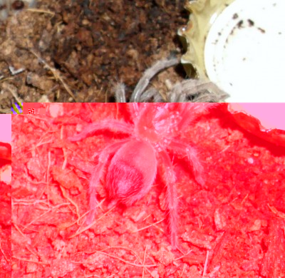 smithi.jpg