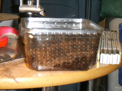 Heimchenbox1.jpg