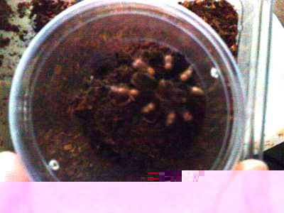 Smithi3.jpg
