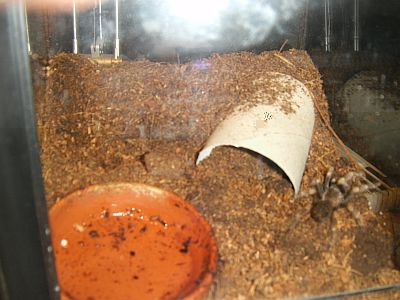 Smithi9.jpg
