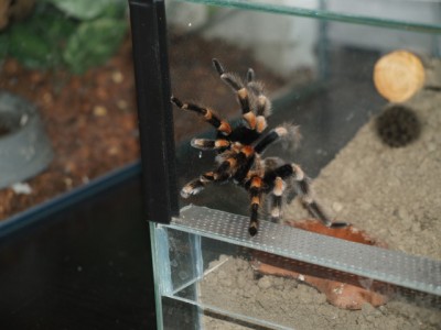 Spinne111110neu.jpg