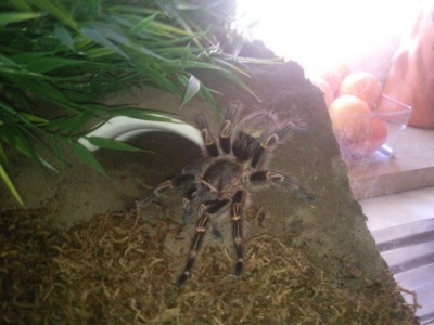 grammostola.jpg