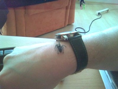 Spiderling Blau.JPG