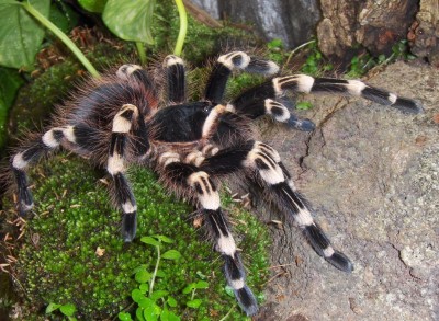 Acanthoscurria geniculata.jpg