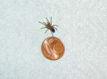 db_b_smithi_2_fress.jpg