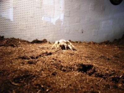 spinne 02.07.07.jpg