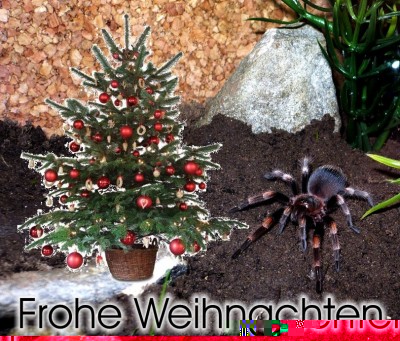 xmas.jpg
