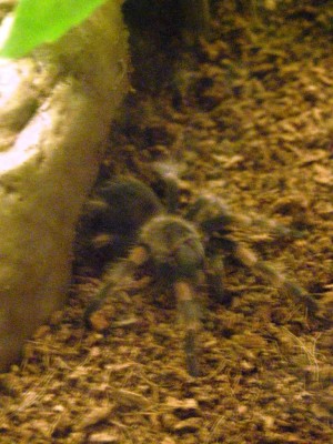 DSCN2687.JPG