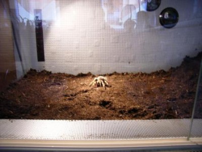 terrarium_neu_020707.jpg