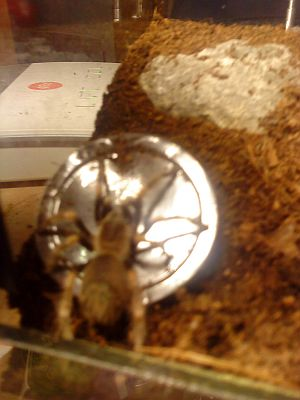 Smithi12.jpg