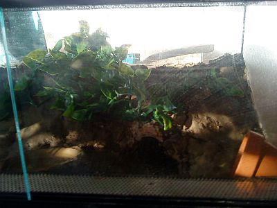 Smithi20.jpg