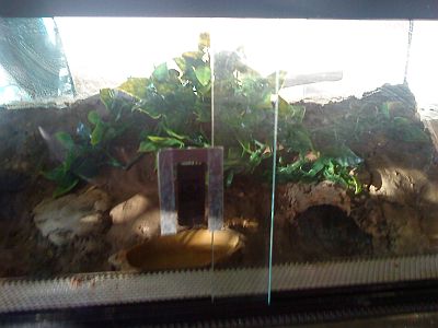 Smithi19.jpg