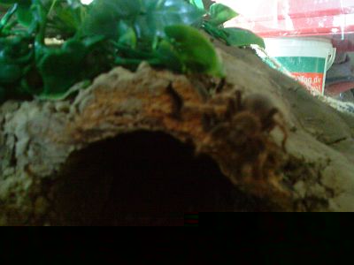 Smithi18.jpg